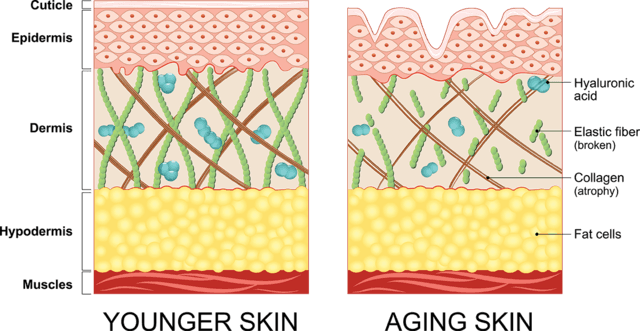 What is collagen and how does it affect ageing?
